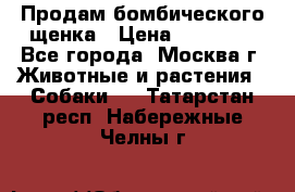 Продам бомбического щенка › Цена ­ 30 000 - Все города, Москва г. Животные и растения » Собаки   . Татарстан респ.,Набережные Челны г.